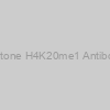 Histone H4K20me1 Antibody